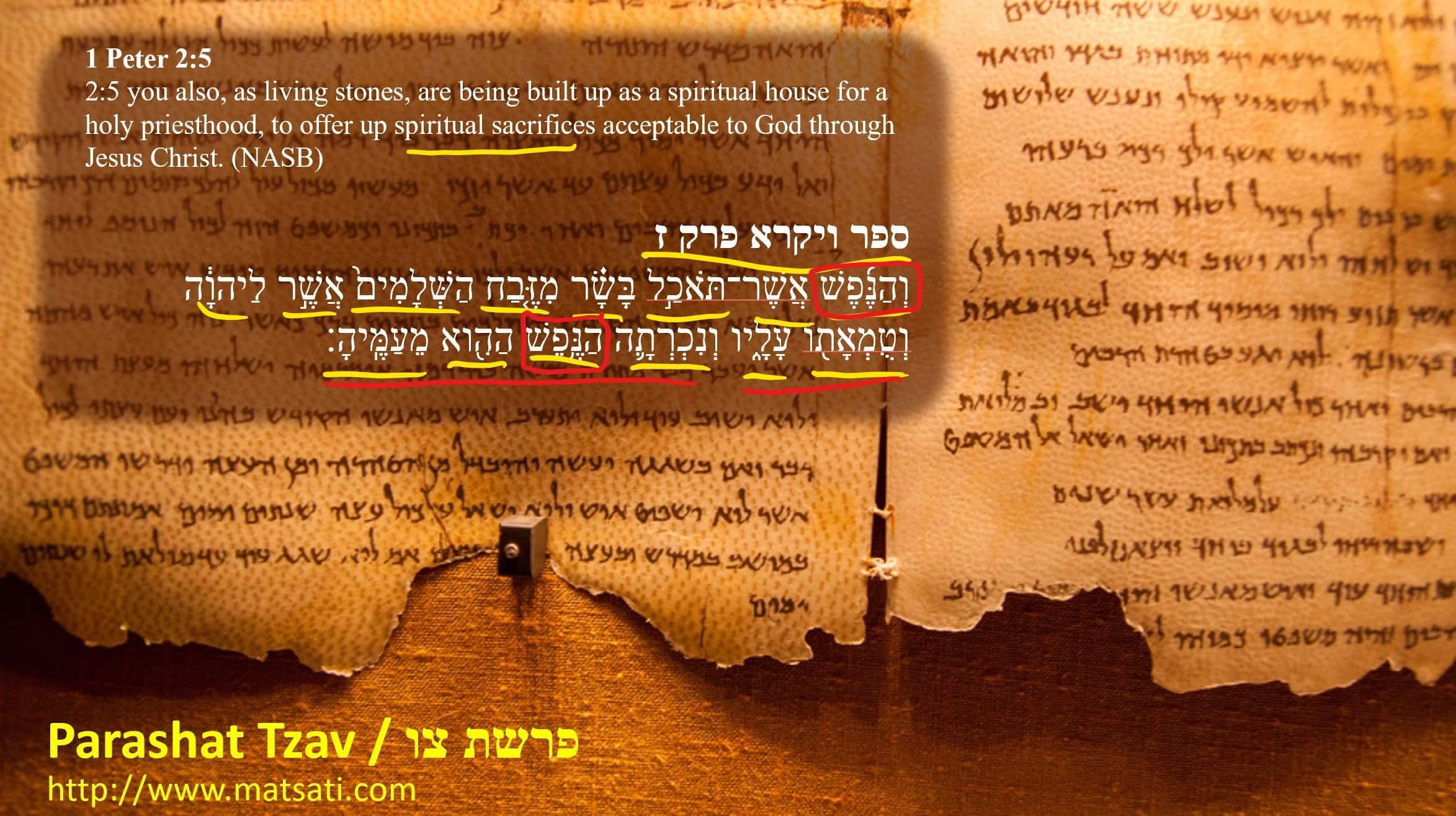 Torah Connection To 1 Peter And Hebrews פרשת צו Parashat Tzav Bits