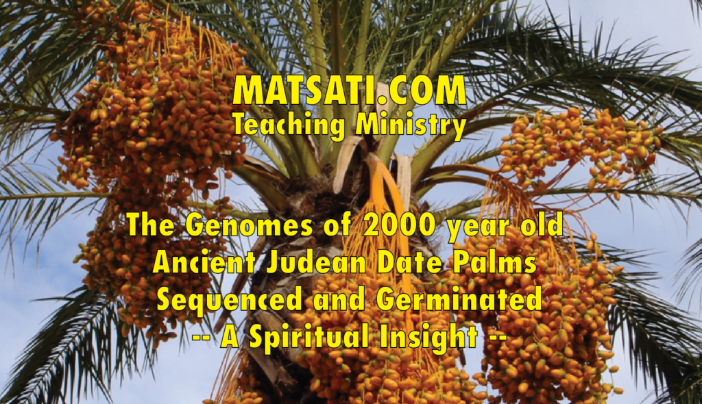 Ancient Israel Date Palm